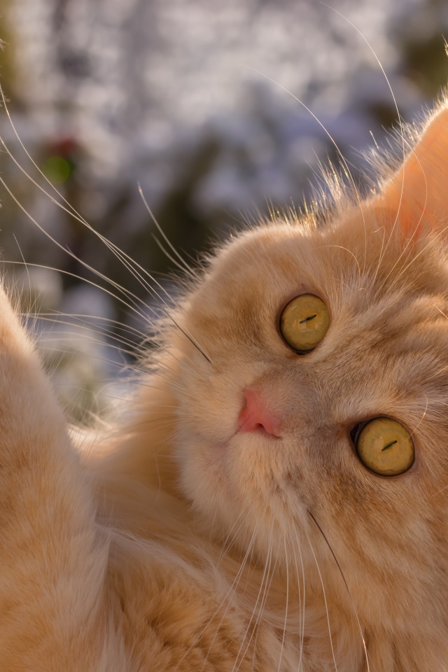 Красивый рыжий зеленоглазый кот