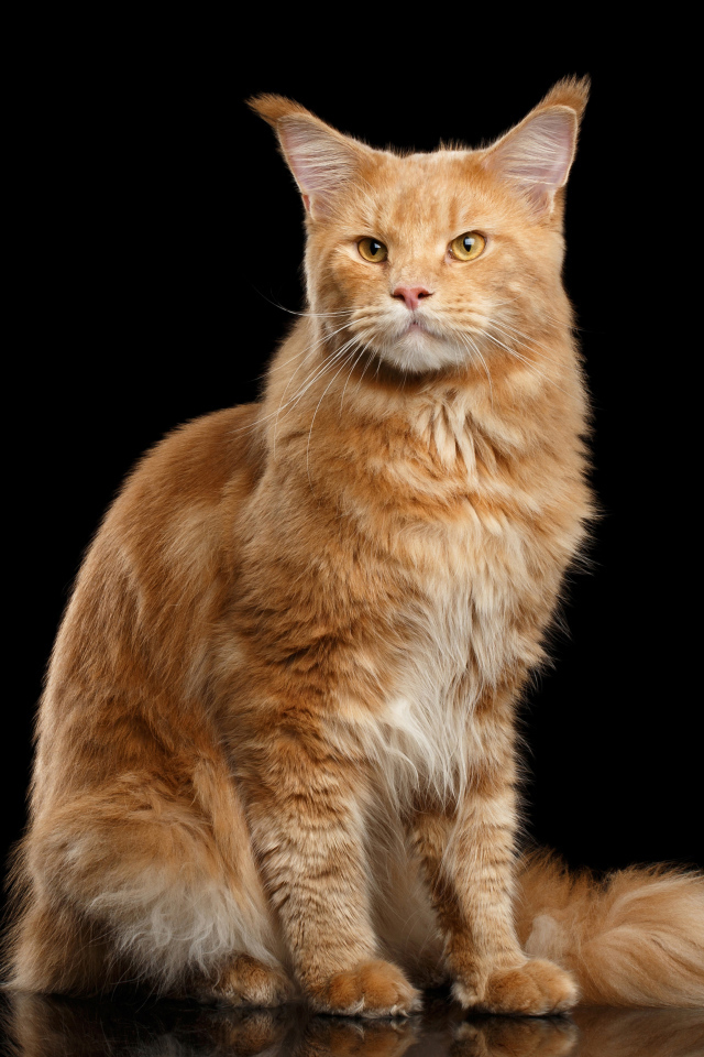 Красивый рыжий кот породы мейн-кун на черном фоне