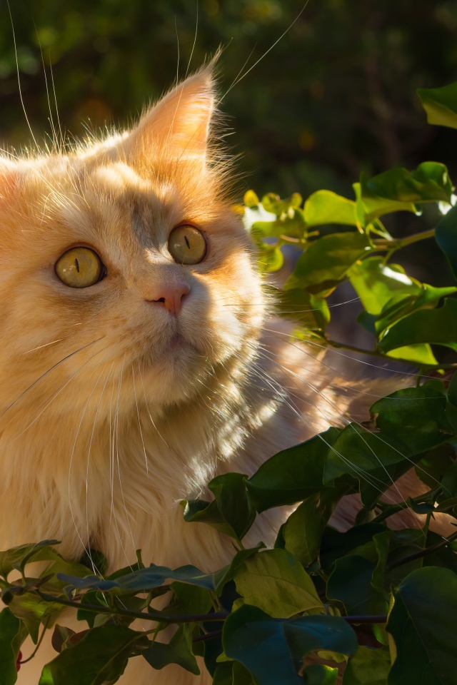 Красивый рыжий кот в лучах солнца