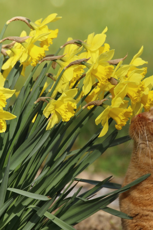 Красивый рыжий кот нюхает желтые нарциссы на клумбе