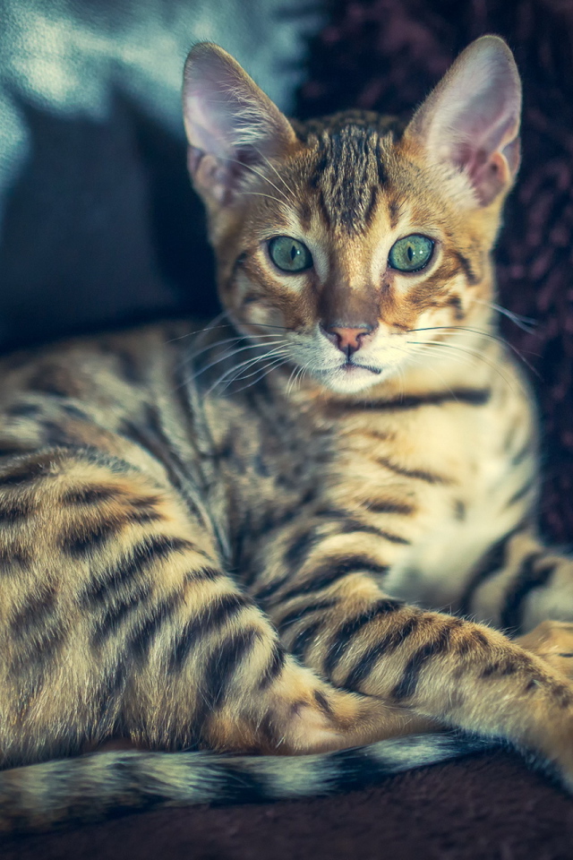 Красивая полосатая кошка с зелеными глазами 