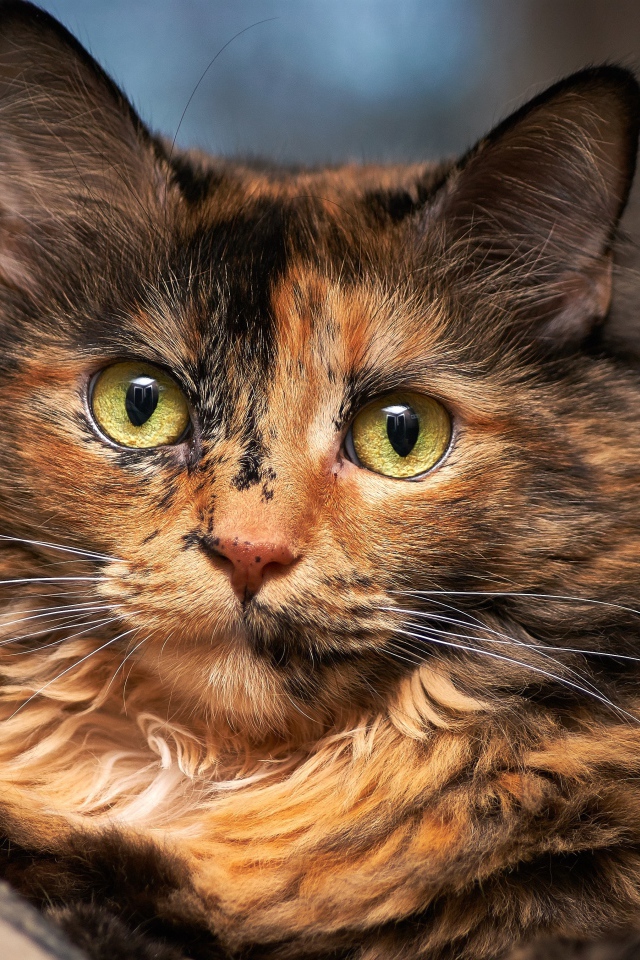 Красивая трехцветная кошка с большими зелеными глазами 