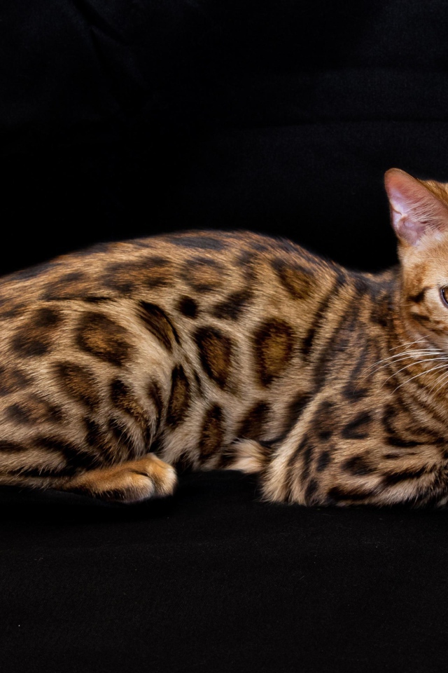 Бенгальская кошка лежит на черном фоне