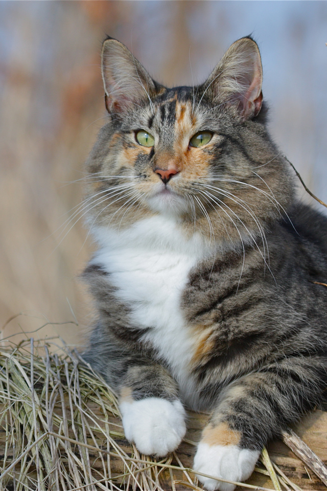 Большой красивый пушистый кот лежит на дереве 