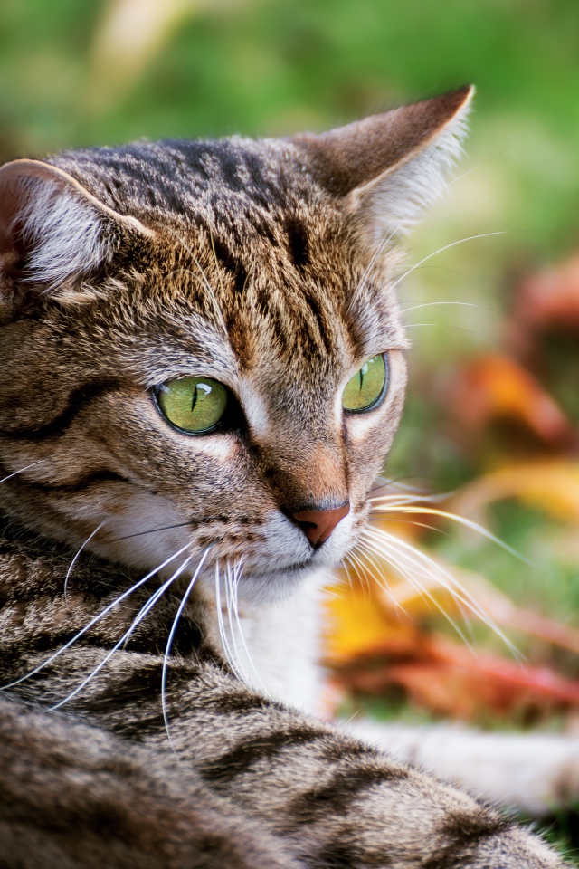 Большой серый зеленоглазый кот лежит на зеленой траве