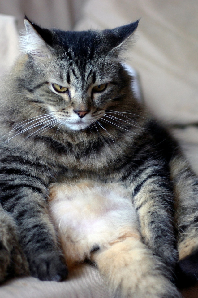 Большой грустный серый кот сидит на диване