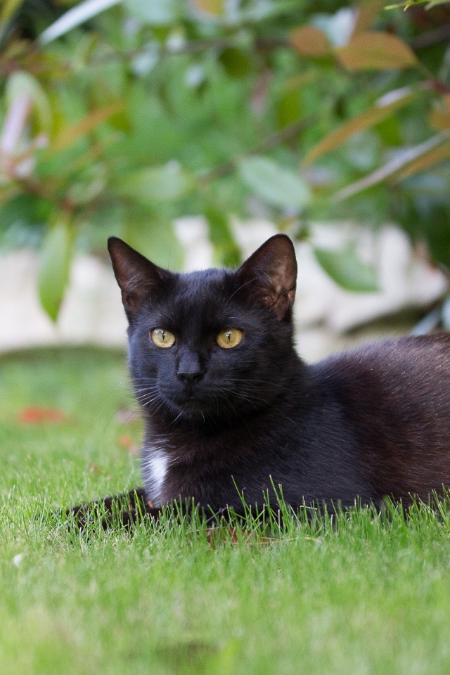 Черный кот лежит на зеленой траве 