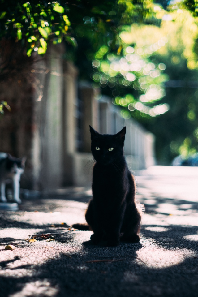 Черный зеленоглазый кот сидит в тени дерева