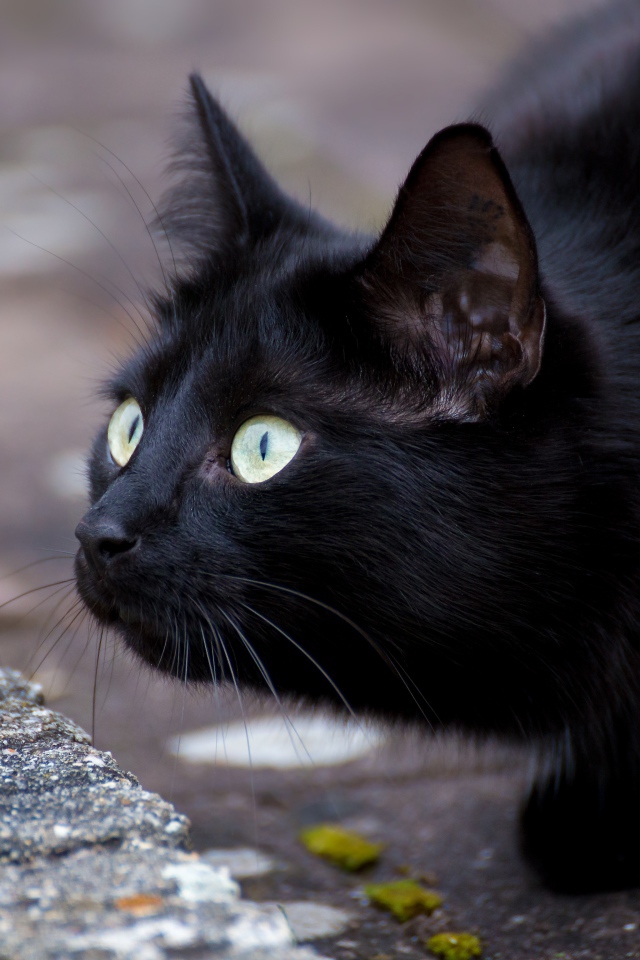 Черный зеленоглазый кот с удивленным взглядом