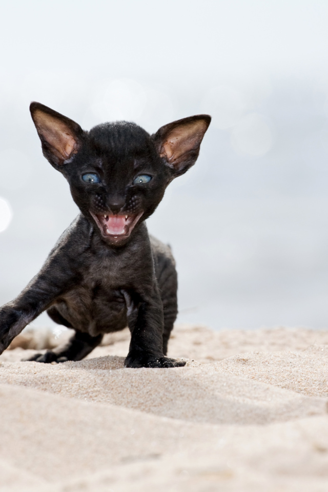 Черный котенок породы Корниш-рекс на песке