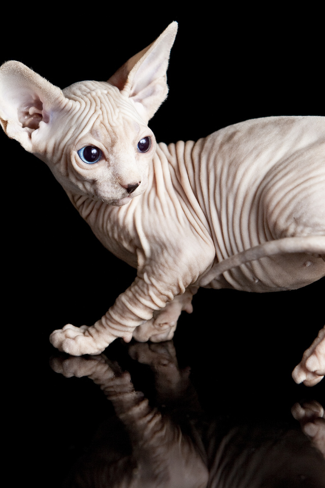 Голубоглазый котенок породы сфинкс на черном фоне