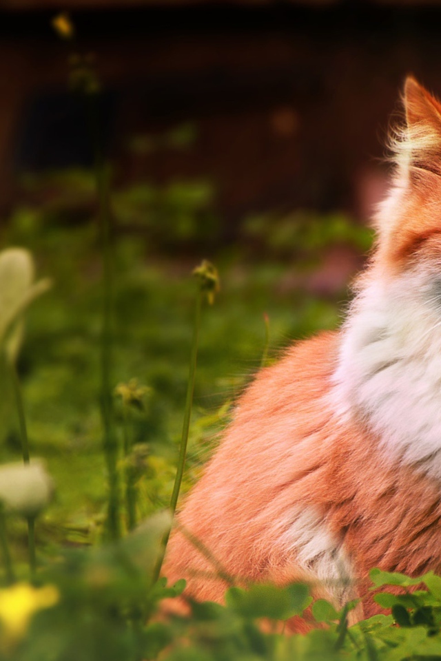 Голубоглазый рыжий кот сидит в зеленой траве