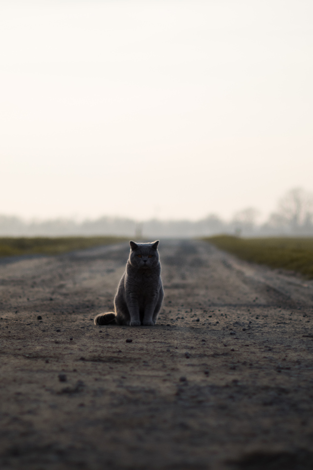 Кот британец сидит на дороге 