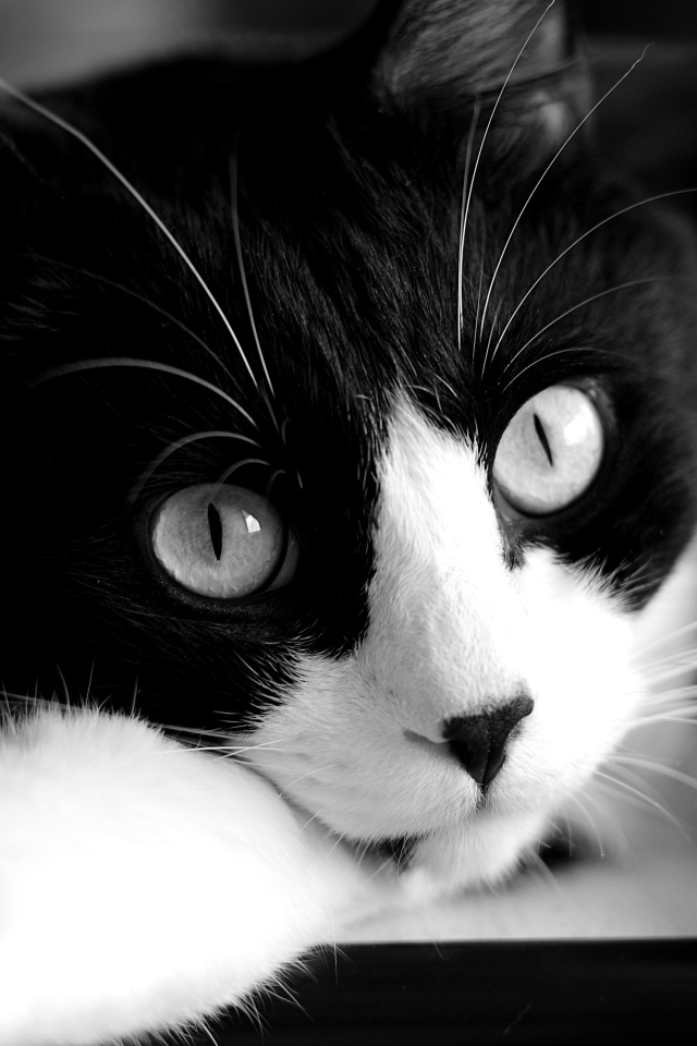 Кот крупным планом черно-белое фото