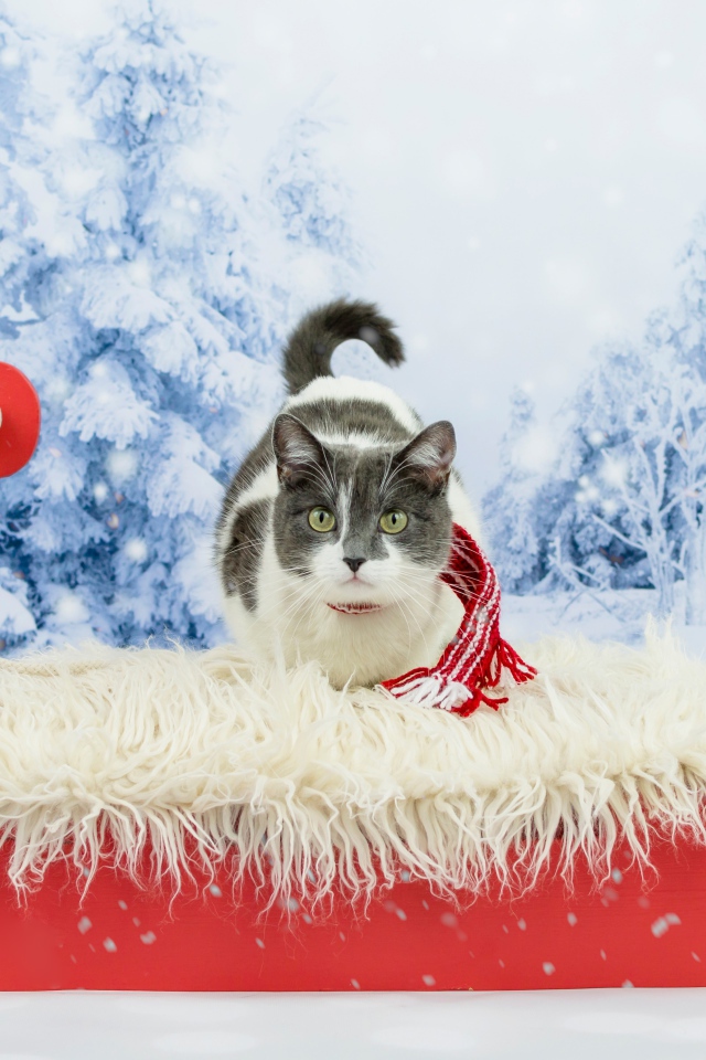 Кот в праздничных красных санях зимой