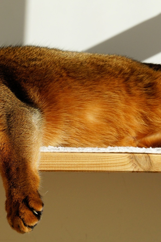 Кошка спит на полке 