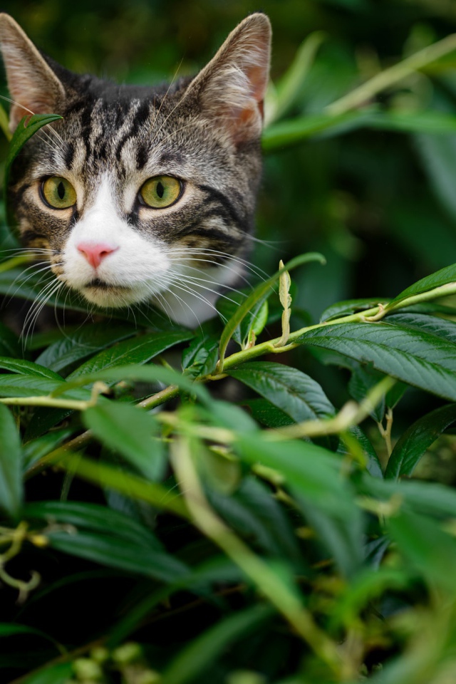 Любопытный серый кот сидит в засаде в зеленой листве