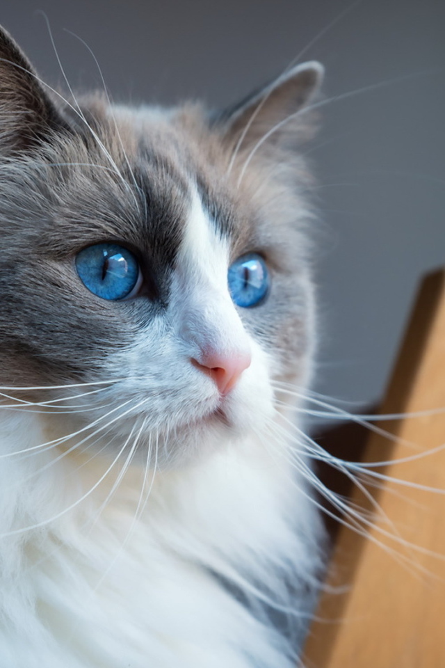 Пушистая кошка с красивыми голубыми глазами 