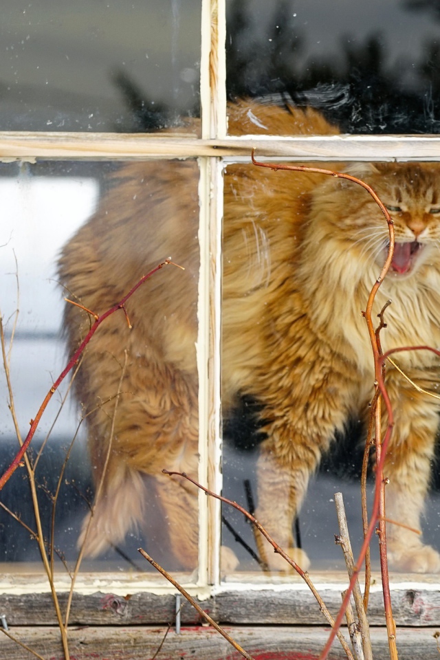 Пушистый рыжий кот зевает в окне