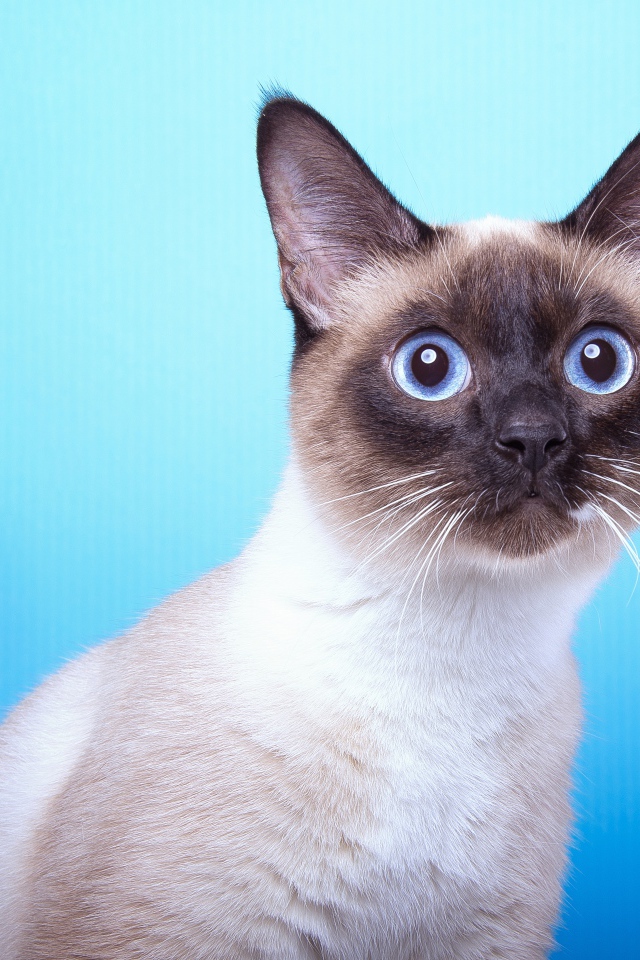 Испуганный сиамский голубоглазый кот на голубом фоне