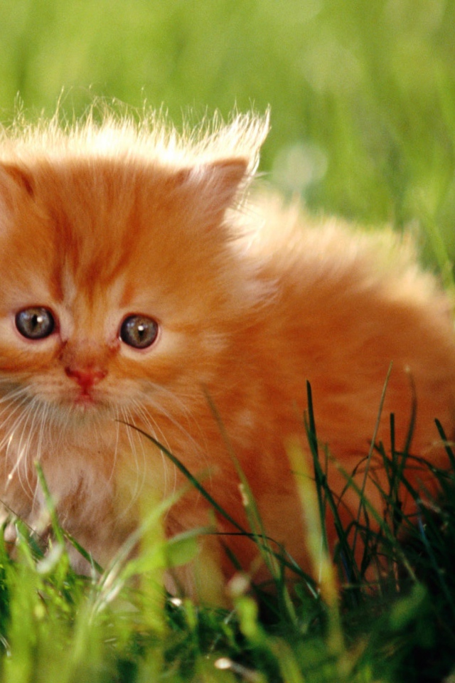 Испуганный пушистый рыжий котенок в зеленой траве