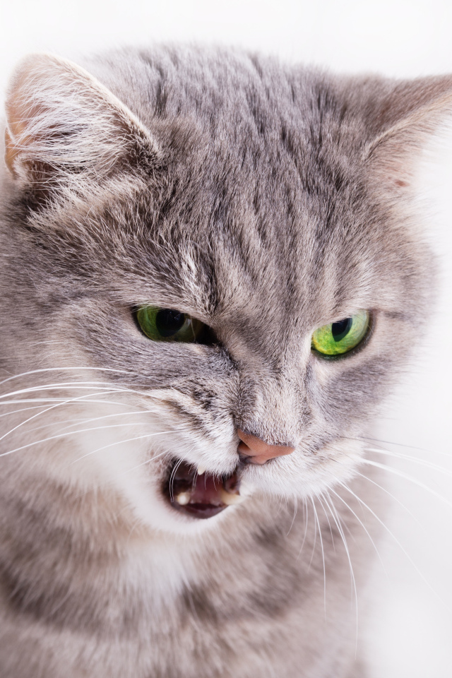 Хмурый взгляд серой кошки на белом фоне