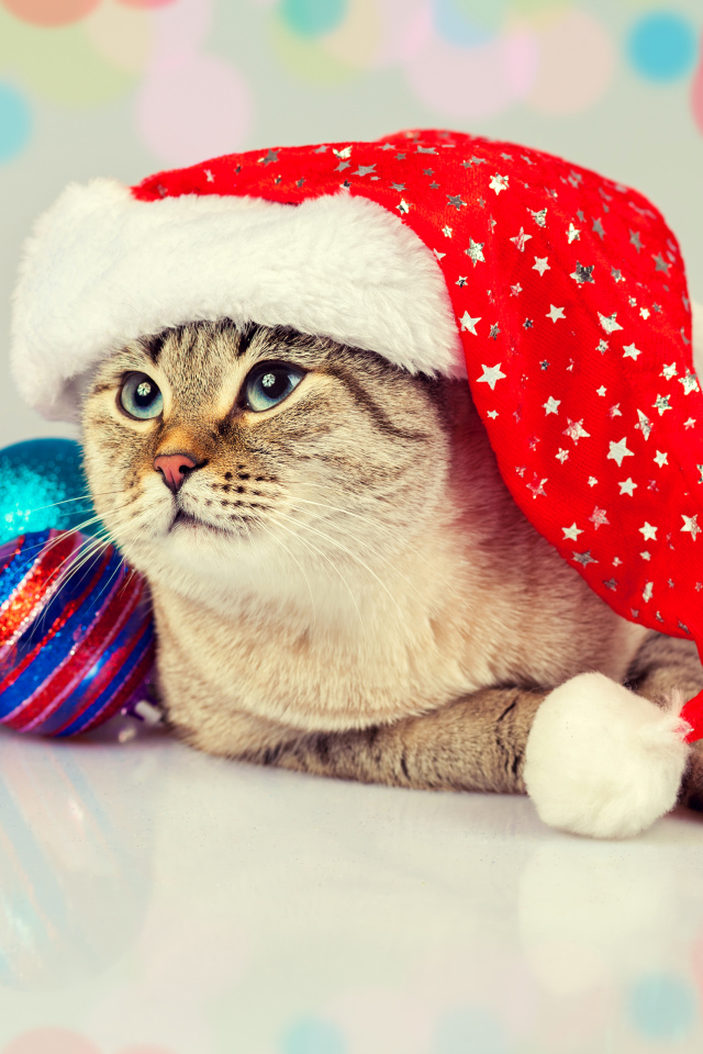 Забавный кот в новогодней шапке с елочными шарами