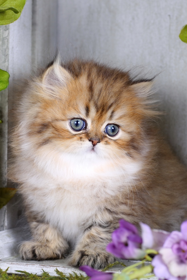 Забавный пушистый котенок с цветами