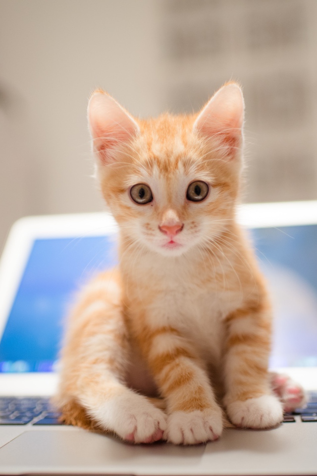 Забавный рыжий котенок сидит на ноутбуке