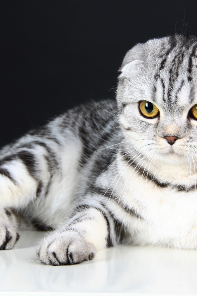 Серая шотландская вислоухая кошка на черном фоне