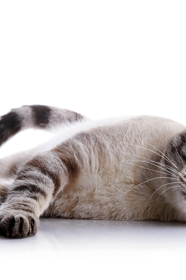 Серый голубоглазый кот на белом фоне