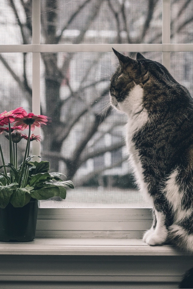 Серый кот и цветок на подоконнике 