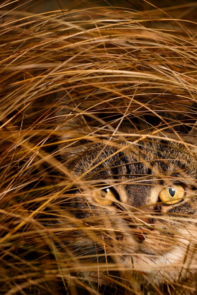 Серый кот в высокой сухой траве 