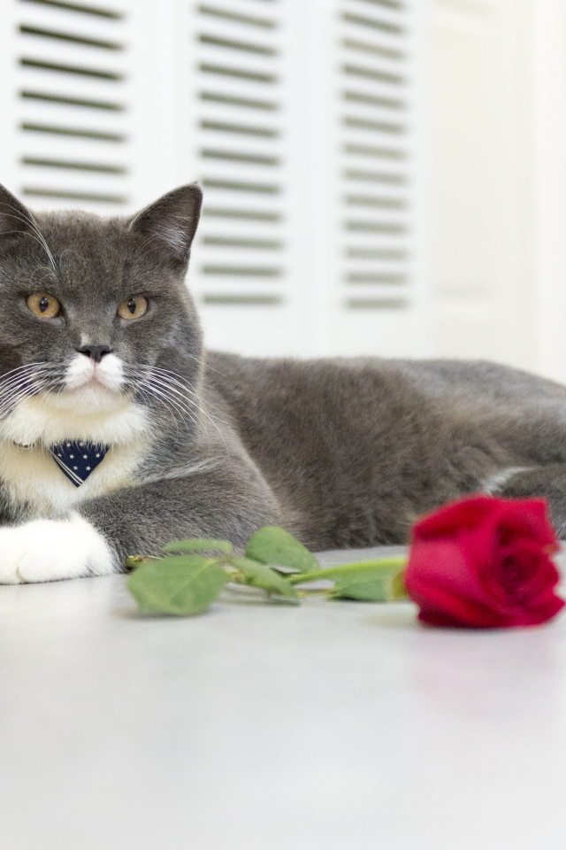 Серый кот лежит на полу с красной розой