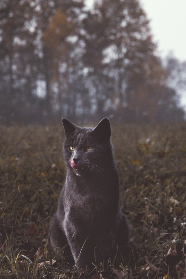 Серый кот видит траве осенью