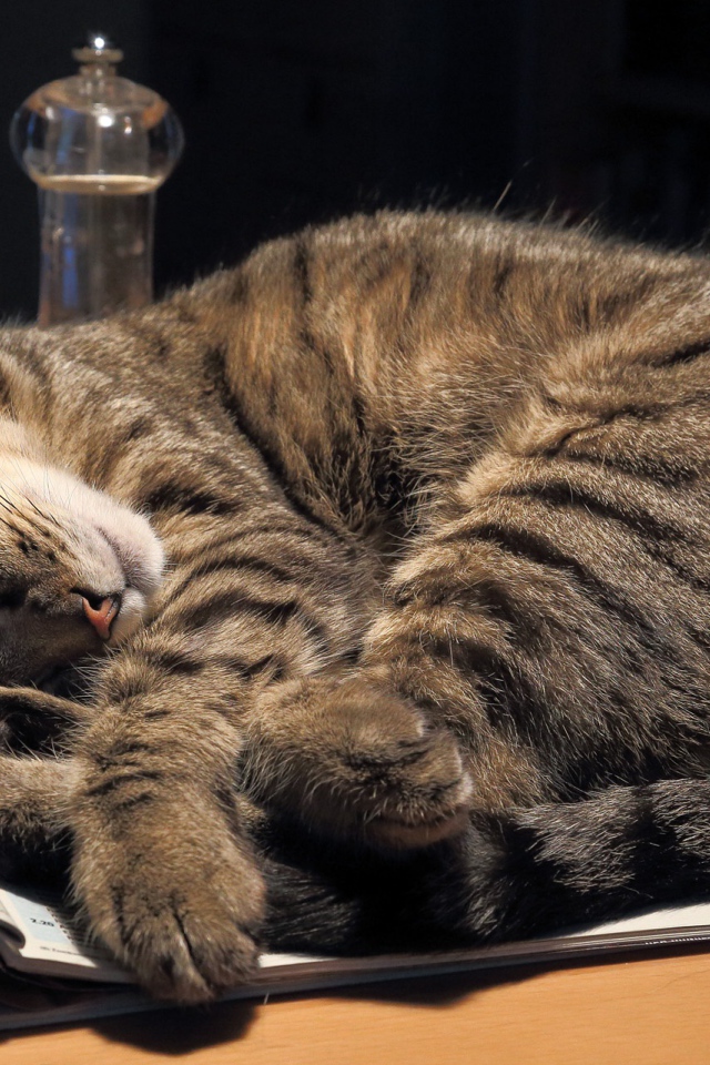 Серый кот спит на столе на журнале