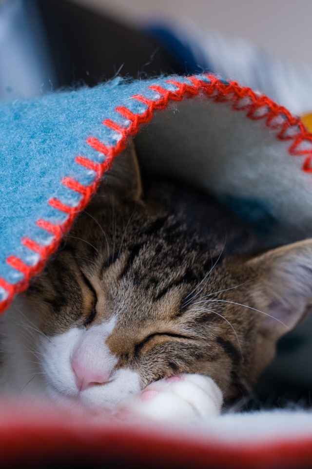 Серый кот спит под теплым одеялом