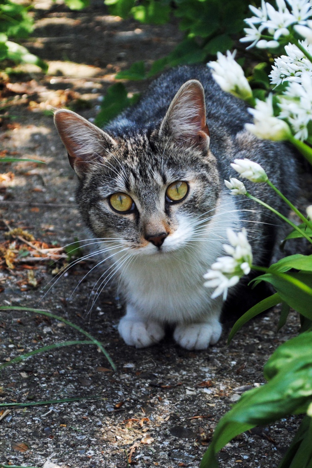 Серый кот с зелеными глазами в цветах 