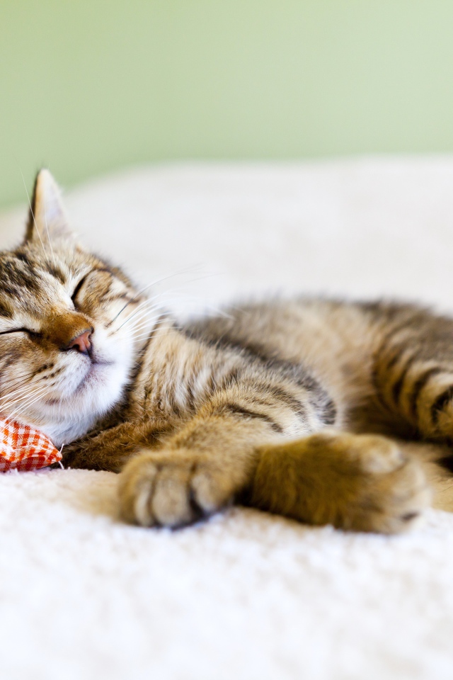 Серый котенок спит на маленькой подушке