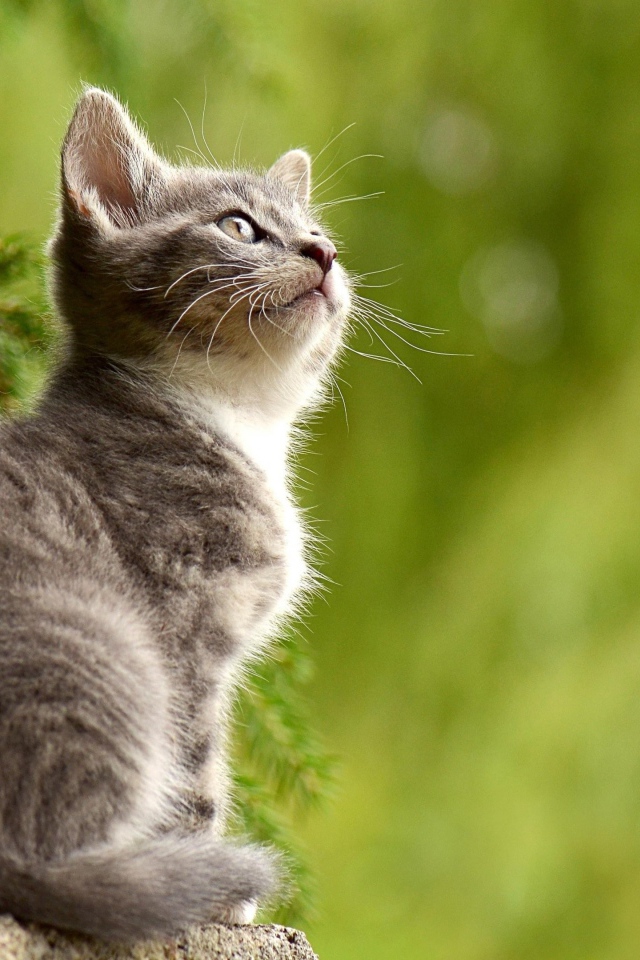 Заинтересованный взгляд маленького серого котенка