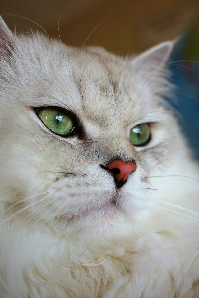 Большая пушистая породистая зеленоглазая кошка