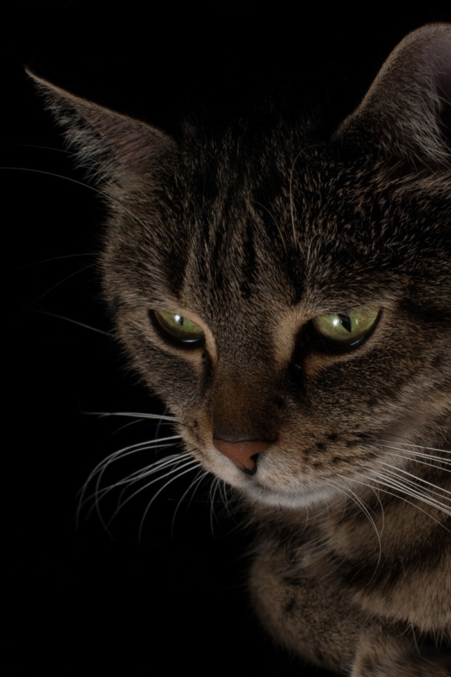 Большой серый кот смотрит вниз 