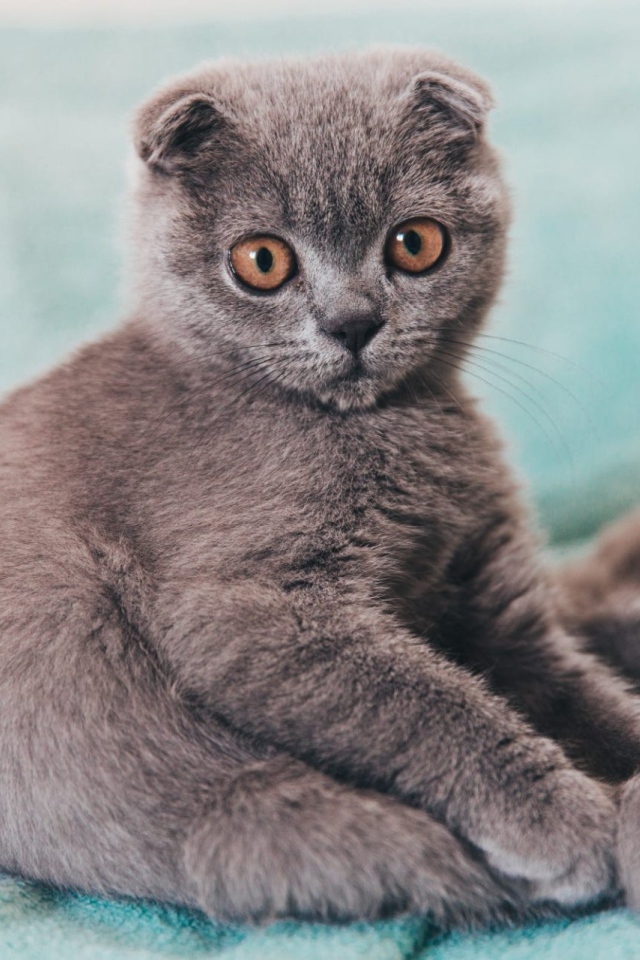 Маленький котенок британец  сидит на покрывале 