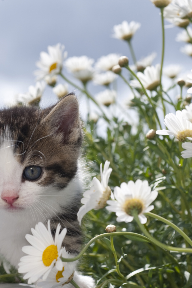 Маленький милый котенок в белых ромашках