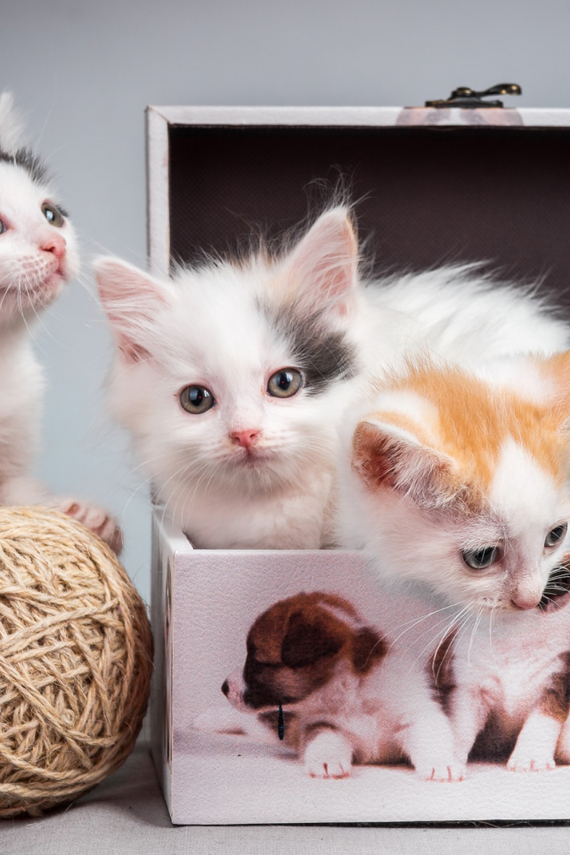 Маленькие милые котята играют в шкатулке