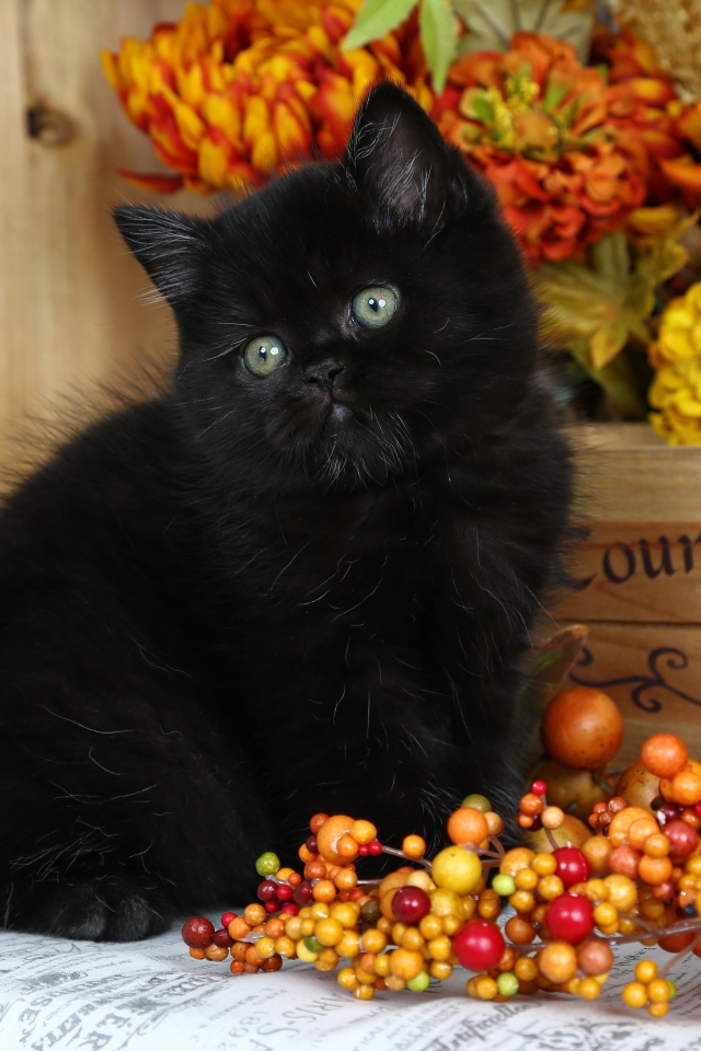 Маленький пушистый черный котенок с осенними  ягодами