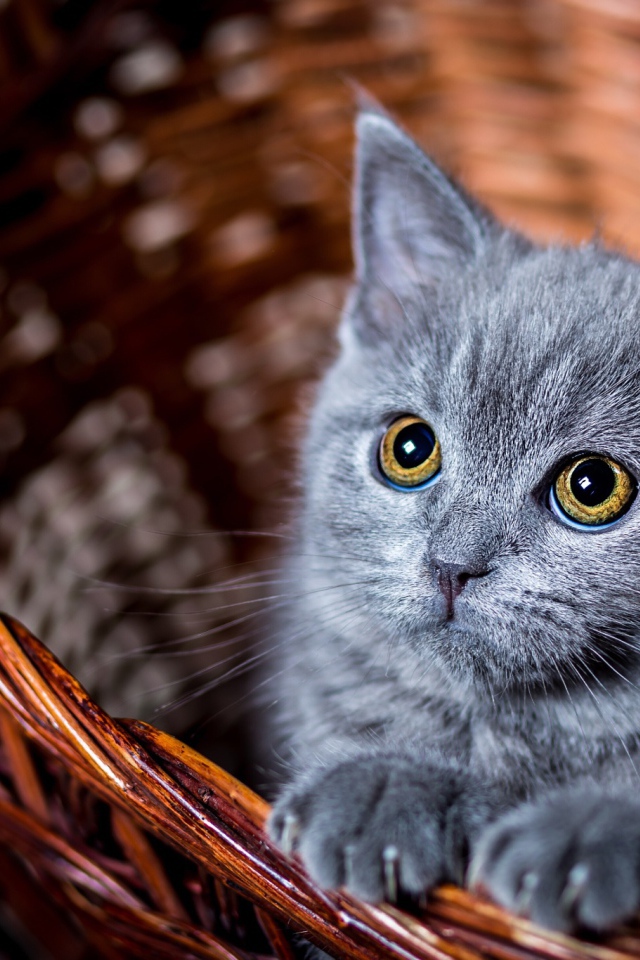 Маленький котенок пепельного цвета в корзине  
