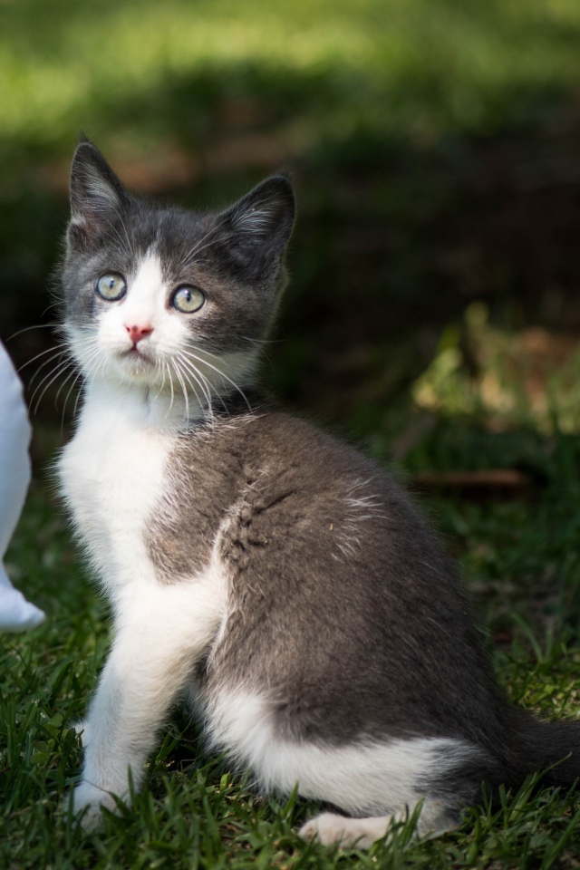 Маленький котенок играет с игрушкой на зеленой траве