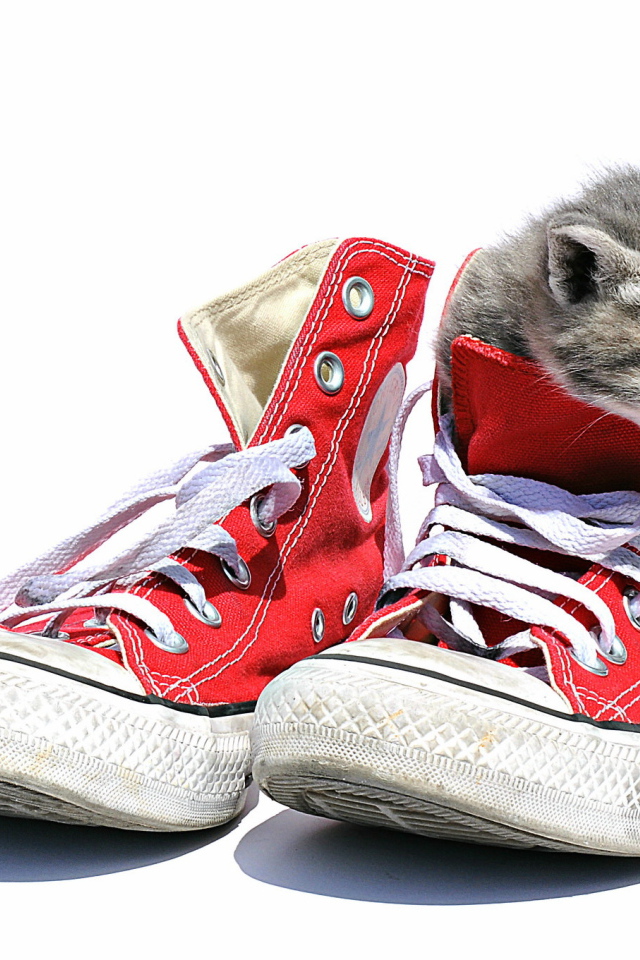 Маленький котенок сидит в кедах на белом фоне