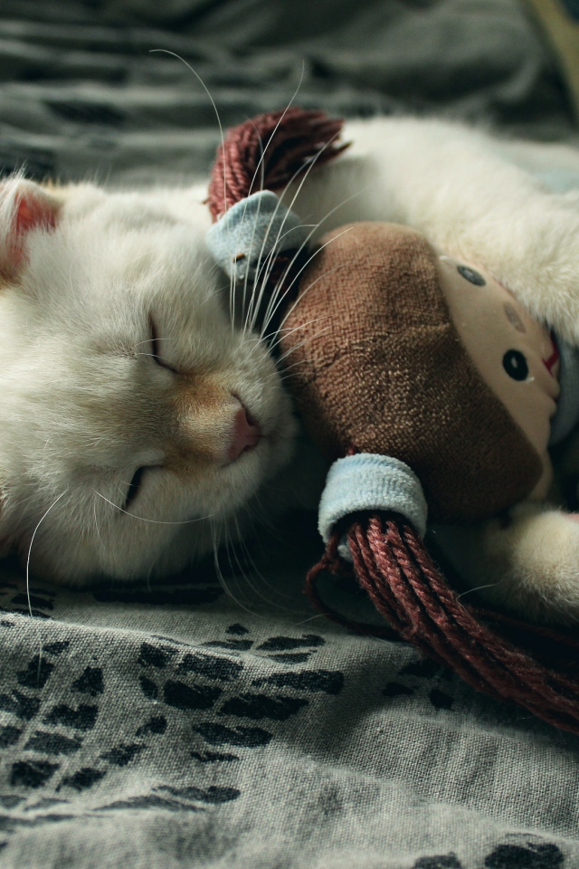 Маленький котенок спит с мягкой игрушкой